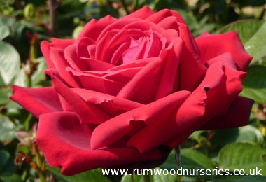 Loving Memory - Hybrid Tea - Bare Rooted