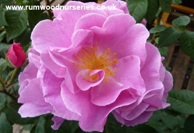 Lucky - Floribunda - Bare Rooted