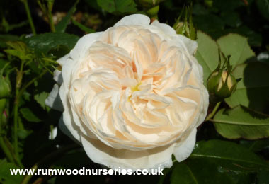 Macmillan Nurse - Shrub - Bare Rooted