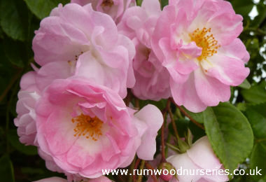 Maid of Kent - Climber - Potted