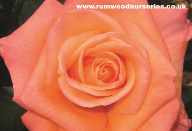 Mamma Mia - Hybrid Tea - Bare Rooted