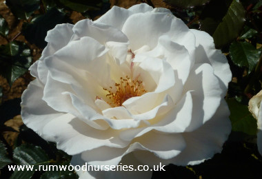 Margaret Merril - Floribunda - Bare Rooted