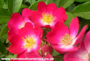 Marjorie Fair - Shrub - Potted