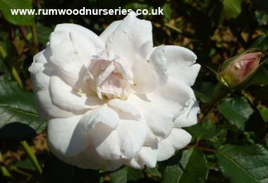 Mme Alfred Carriere - Climber - Bare Rooted