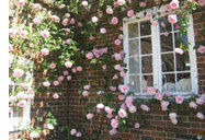 Roses for Difficult Areas
