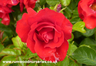 Moment in Time - Floribunda - Potted