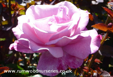 Moody Blue - Hybrid Tea - Potted