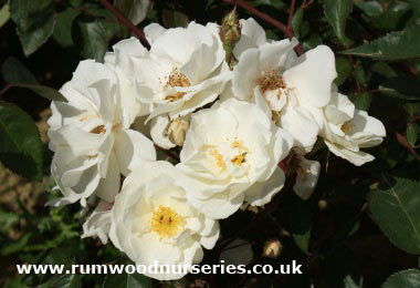 Moonlight - Shrub - Potted