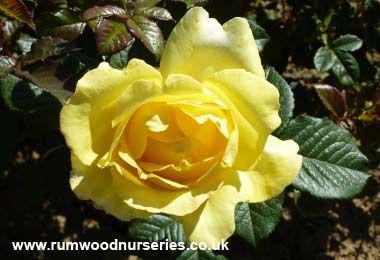 Mountbatten - Floribunda - Potted