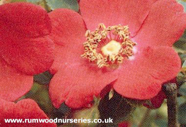 Moyesii Geranium - Shrub - Bare Rooted