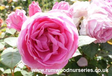 Mum in a Million Potted Rose - Gift Set