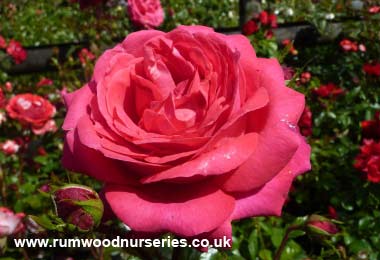 My Dad - Floribunda - Bare Rooted