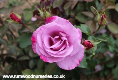 My Lovely Dad - Hybrid Tea - Potted