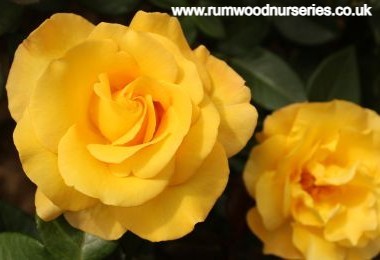My Lovely Mum - Hybrid Tea - Potted