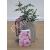 Newly Wed Potted Rose - Gift Set - view 2