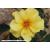 Honey Bee Mine - Hybrid Tea - Potted - view 1