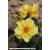 Honey Bee Mine - Hybrid Tea - Potted - view 2