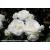 Wedding Bouquet Potted Rose - Gift Set - view 1