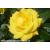Golden Wedding Potted Rose - Gift Set - view 1