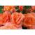Scent from Heaven Potted Rose - Gift Set - view 1