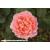 20th Anniversary Potted Rose - Gift Set - view 1