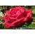 Loving Memory Potted Rose - Gift Set - view 1