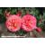 Coral Gardens - Floribunda - Bare Rooted - view 2