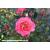 Coral Gardens - Floribunda - Bare Rooted - view 1