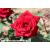 Ruby Wedding - Hybrid Tea - Bare Rooted - view 2