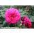 Pure Poetry - Nostalgic Rose - Potted - view 2