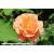 Together Forever Potted Rose - Gift Set - view 1