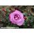My Lovely Dad Potted Rose - Gift Set - view 1