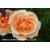 Special Occasion Potted Rose - Gift Set - view 1