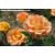 Happy Birthday Potted Rose - Gift Set - view 1