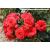 Birthday Wishes Potted Rose - Gift Set - view 1