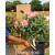 Happy Retirement Potted Rose - Gift Set - view 3