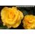 My Lovely Mum Potted Rose - Gift Set - view 1