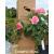Happy Retirement Potted Rose - Gift Set - view 4