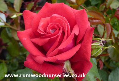 National Trust - Hybrid Tea - Potted