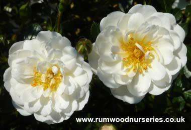 Newly Wed Potted Rose - Gift Set