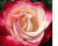 Nostalgic Roses
