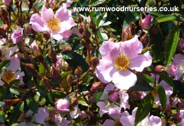 Nozomi - Ground Cover - Bare Rooted