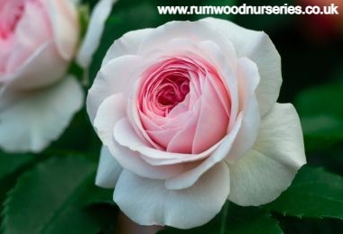 Octavia Hill - Floribunda - Potted