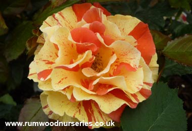 Oranges and Lemons - Floribunda - Potted