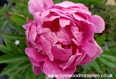 Peony Alexander Fleming