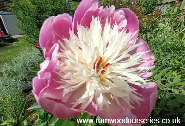 Peony Bowl of Beauty