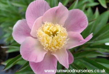 Peony Bowl of Love