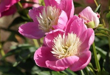 Peony Bowl of Love