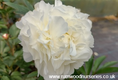 Peony Charlies White