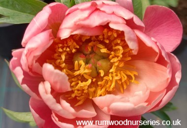 Peony Coral Charm